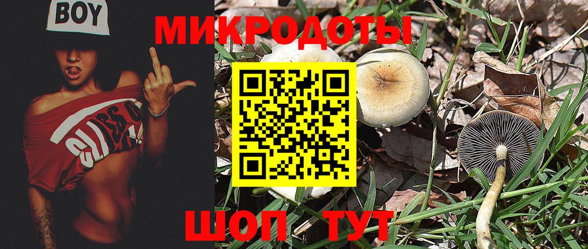 Псилоцибиновые грибы Psilocybe Усолье-Сибирское